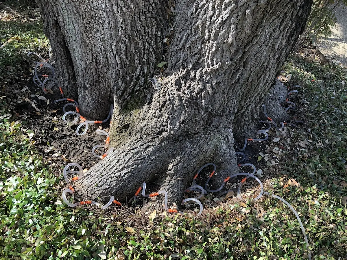 Detailed Tree Cabling and Bracing job site in Terlton
