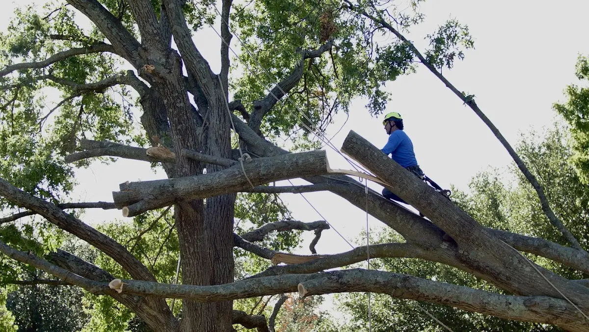Professional Crown Thinning performed by certified arborists in Terlton