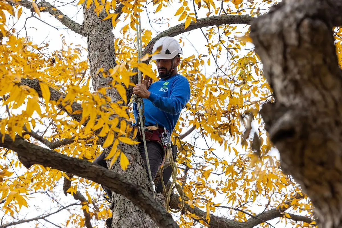 Skilled Tree Transplanting crew working in Terlton
