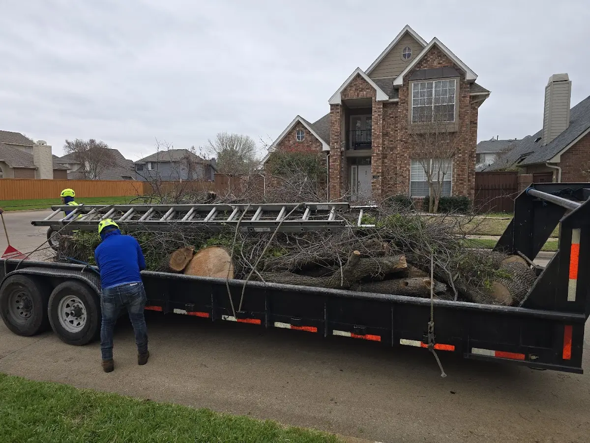 Expert Tree Removal with proper safety equipment in Terlton